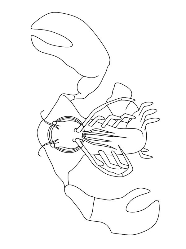 ζωγραφική ζωγραφική